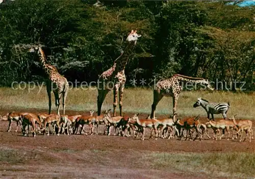 Giraffe Zebra  Kat. Tiere