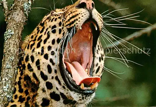 Tiere Leopard  Kat. Tiere