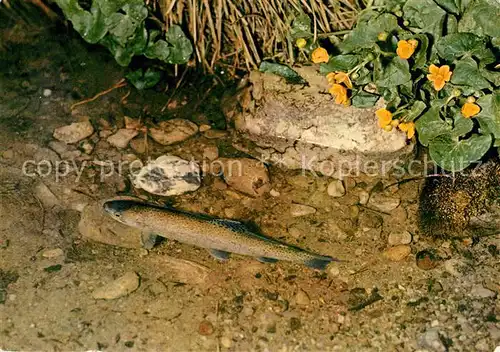 Fische Forelle im Bach  Kat. Tiere
