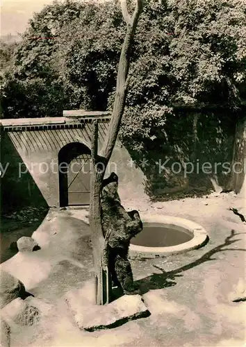 Baeren Bernburg Saale Baerenzwinger am Schloss  Kat. Tiere