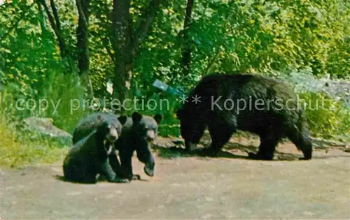 Baeren Mother Bear and Cubs Baxter State Park Maine  Kat. Tiere