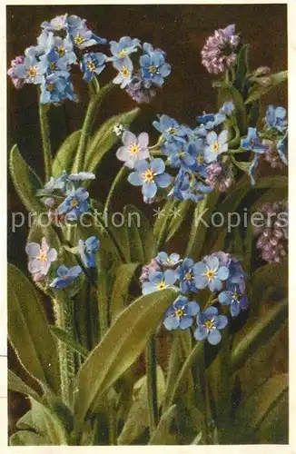 Blumen Alpen Vergissmeinnicht Myosotis alpestris  Kat. Pflanzen