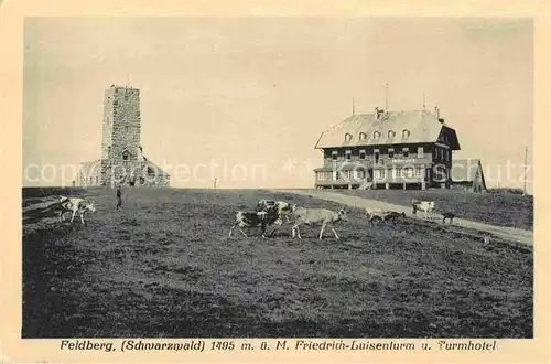 Feldberg Schwarzwald Friedrich Luisen Turm und Turmhotel Kuehe Kat. Feldberg (Schwarzwald)