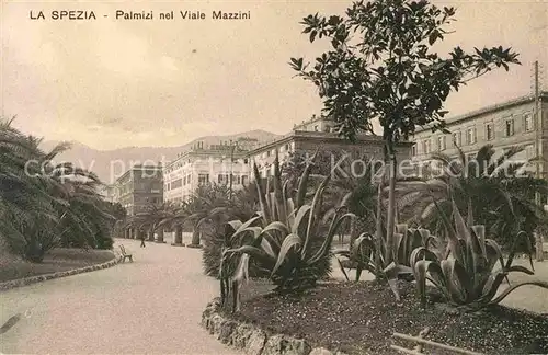 La Spezia Palmizi nel Viale Mazzini Kat. La Spezia