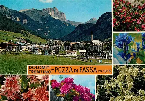 Pozza di Fassa Panorama Alpenflora Kat. 