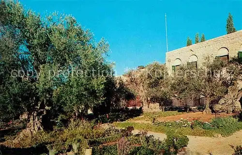 Jerusalem Yerushalayim Garden of Gethsemane Kat. Israel