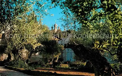 Jerusalem Yerushalayim Garden of Gethsemane Kat. Israel