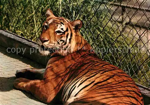 Tiger Bengaltiger Zoo Basel  Kat. Tiger