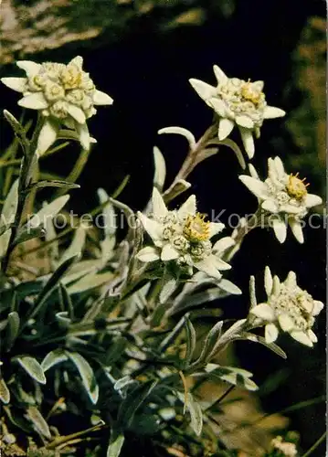 Edelweiss Leontopodium Alpinum  Kat. Pflanzen