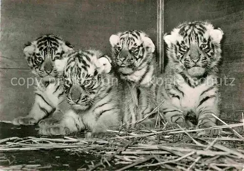 Tiger Tiere Vierlinge Koenigstiger Zoo Basel  Kat. Tiere