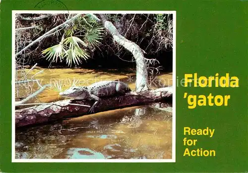 Krokodile Florida Alligator  Kat. Tiere