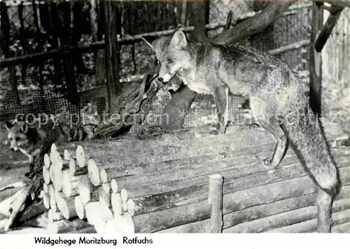 Fuchs Tiere Rotfuchs Wildgehege Moritzburg Kat. Tiere