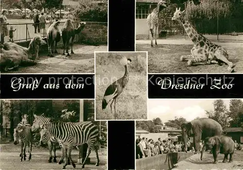 Zoo Dresden Kamele Giraffeb Zebras Elefanten Kat. Tiere