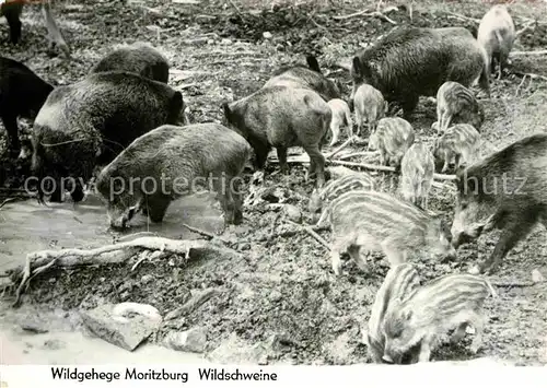 Schweine Wildschweine Wildgehege Moritzburg  Kat. Tiere