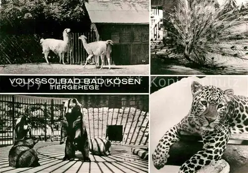 Baeren Leopard Pfau Lamas Bad Koesen Tiergehege Kat. Tiere