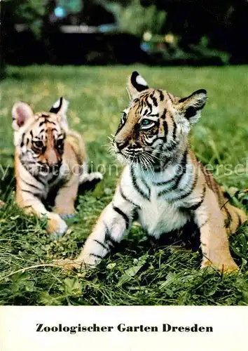 Tiger Tiere Junge Bengaltiger Zoo Dresden  Kat. Tiere