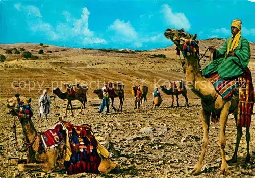 Kamele Camel Caravan Desert Egypt  Kat. Tiere
