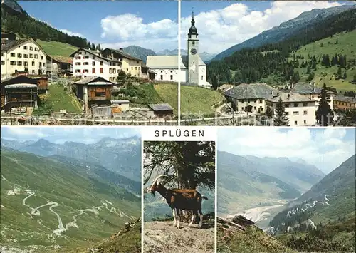 Spl?gen GR Ortsansicht Landschaftsbilder Steinbock
