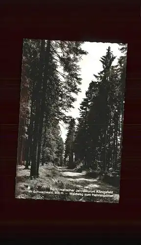 Koenigsfeld Schwarzwald Waldweg Hahnenbuettel / Koenigsfeld im Schwarzwald /Schwarzwald-Baar-Kreis LKR