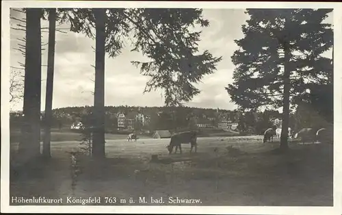 AK / Ansichtskarte Koenigsfeld Schwarzwald Kuehe / Koenigsfeld im Schwarzwald /Schwarzwald-Baar-Kreis LKR