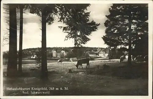 AK / Ansichtskarte Koenigsfeld Schwarzwald Kuehe / Koenigsfeld im Schwarzwald /Schwarzwald-Baar-Kreis LKR