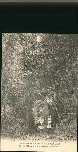 Kodaikanal Un Sous Bois / Kodaikanal /Dindigul
