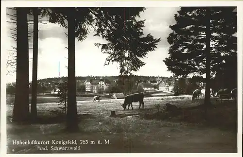 AK / Ansichtskarte Koenigsfeld Schwarzwald Kuehe / Koenigsfeld im Schwarzwald /Schwarzwald-Baar-Kreis LKR