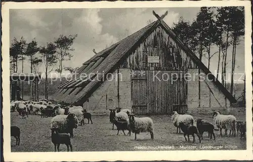 AK / Ansichtskarte Munster oertze Heidschnuckenstall Lueneburger Heide Kat. Munster