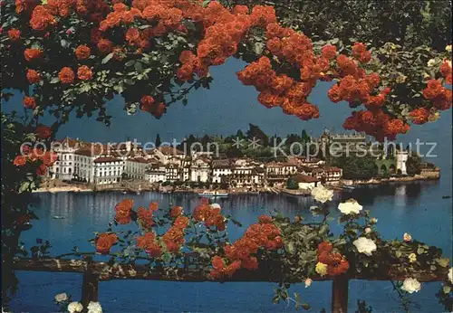 AK / Ansichtskarte Isola Bella Rosenbusch Blick zur Insel Kat. Lago Maggiore