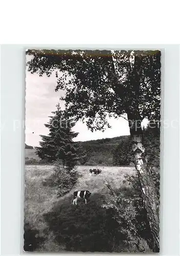 AK / Ansichtskarte Merlsheim Kuehe auf der Weide Kat. Nieheim