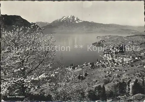 AK / Ansichtskarte Weggis LU Blick gegen Buergenstock und Pilatus Kat. Weggis