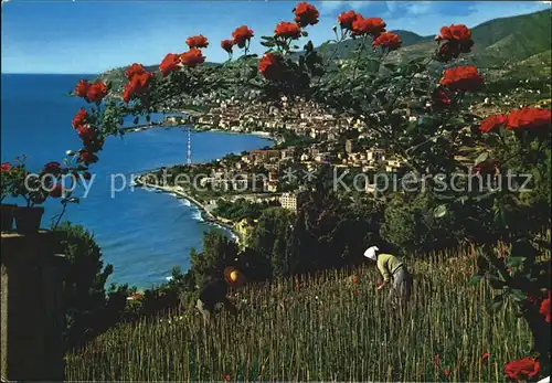 AK / Ansichtskarte Sanremo Panorama Riviera dei Fiori Rosenbusch Kat. 