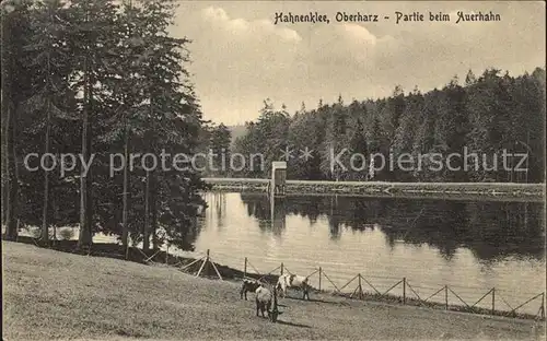 AK / Ansichtskarte Hahnenklee Bockswiese Harz Auerhahn  Kat. Goslar