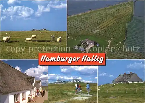 AK / Ansichtskarte Hamburger Hallig Schafe Radfahren Fliegeraufnahme Kat. 
