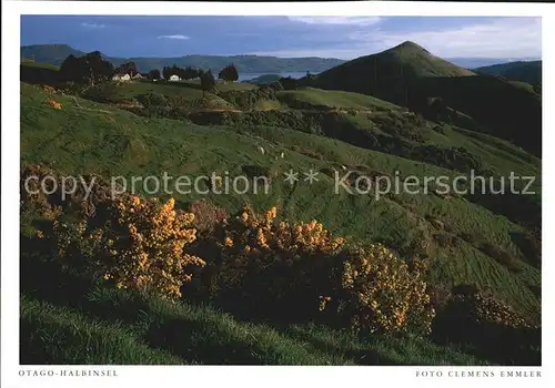 AK / Ansichtskarte Neuseeland Otago Halbinsel Kat. Neuseeland