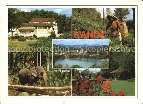 AK / Ansichtskarte Kandy Sri Lanka Landhaus Villa Feldarbeit Elefant