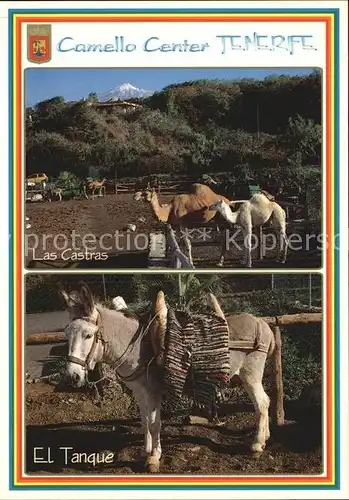 AK / Ansichtskarte Esel Tiere Kamele Camello Center El Tanque Las Castras Tenerife  Kat. Tiere