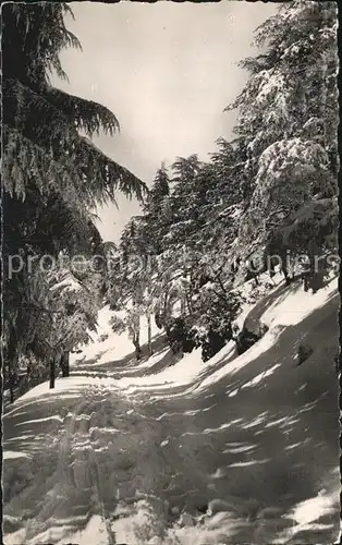 AK / Ansichtskarte Chrea Vers la piste de l arbre mort en hiver Kat. Atlasgebirge Algerien