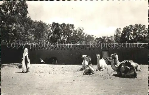 AK / Ansichtskarte Tamanrasset Chameaux au repos Kamele