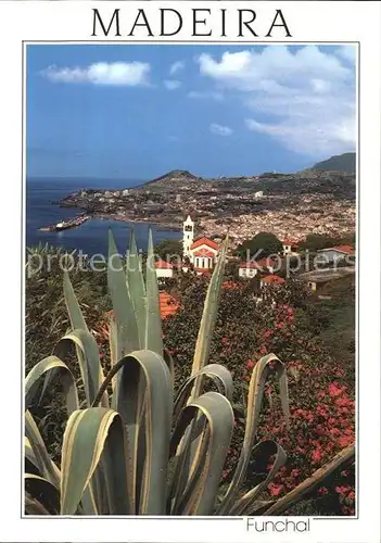 AK / Ansichtskarte Funchal Panorama Kuestenstadt Kaktus Kat. Funchal