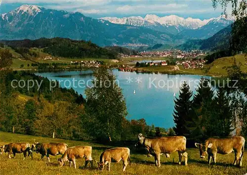 AK / Ansichtskarte Buehl Alpsee Kleiner und Grosser Alpsee Kuehe Alpenpanorama Kat. Immenstadt i.Allgaeu