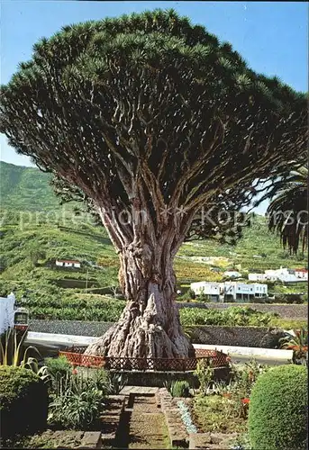 AK / Ansichtskarte Tenerife Icod de los Vinos Drachenbaum Kat. Islas Canarias Spanien