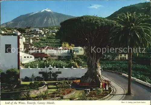 AK / Ansichtskarte Icod de los Vinos Drachenbaum Palme Vulkan Teide Kat. Tenerife Islas Canarias Spanien