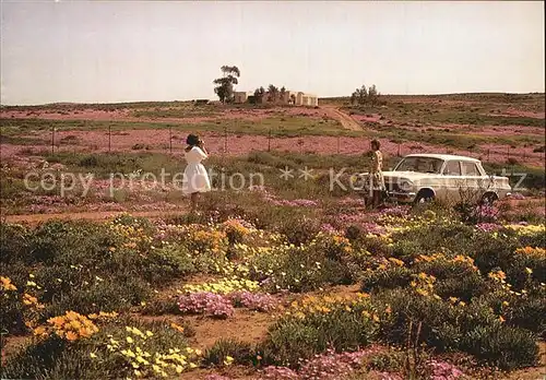 AK / Ansichtskarte Namaqualand Blumenwiese 