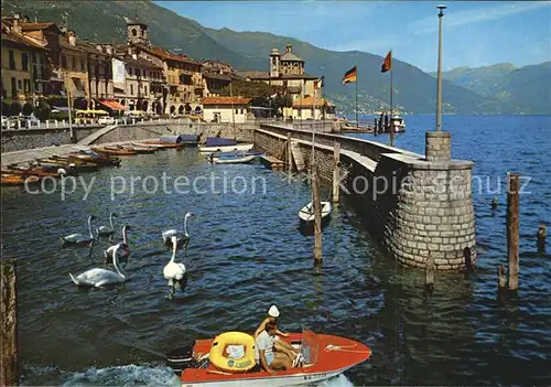 AK / Ansichtskarte Cannobio Lago Maggiore Il porto Hafen Schwaene Kat. Italien