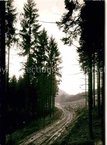 AK / Ansichtskarte Schoenau Schwarzwald Waldpartie Kat. Schoenau im Schwarzwald