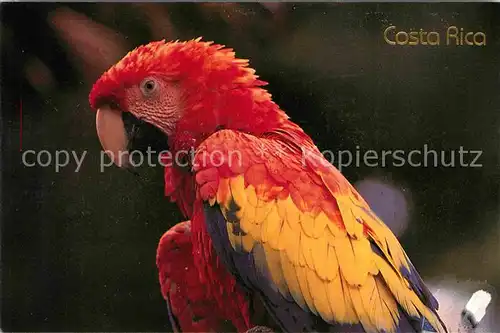 AK / Ansichtskarte Papagei Lapa Roja Costa Rica  Kat. Tiere