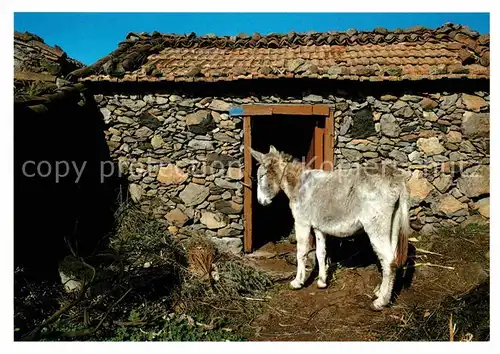 AK / Ansichtskarte Esel Tiere Burro y casa tipica  Kat. Tiere