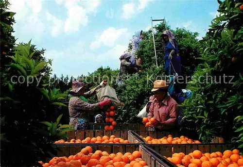 AK / Ansichtskarte Orangen Oranges Orangenpfluecken Citrus picking  Kat. Landwirtschaft