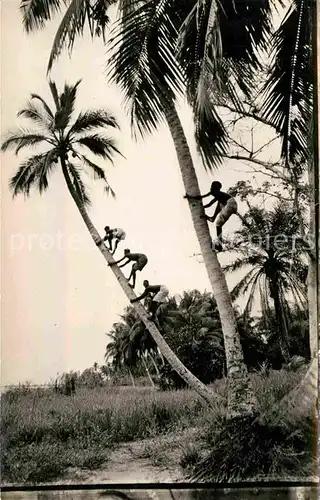 AK / Ansichtskarte Guinee Guinea La Cueillette des Noix de Coco